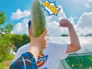 吃瓜群众瓜哥网红叫什么,揭秘吃瓜群众的瓜界传奇