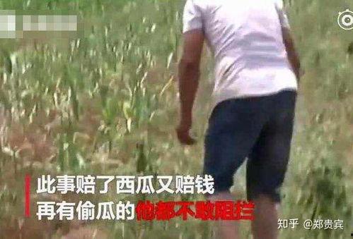 中山网红吃瓜事件视频,一场网络热议的幕后真相揭秘