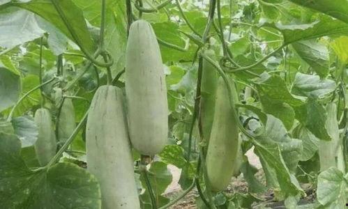 网红吃的生瓜叫什么名字,究竟叫什么名字？揭秘其独特魅力