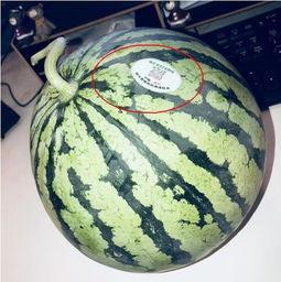 七夕吃瓜网红是谁,揭秘当红网红背后的瓜田秘事