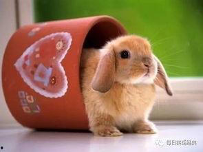 网红吃瓜兔事件相关人物,揭秘背后人物关系与争议焦点