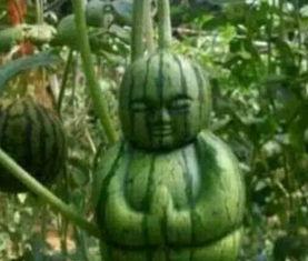 龙南网红吃瓜事件真相