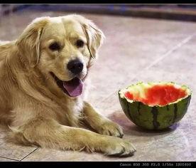 狗可以吃网瓜吗有毒吗,狗狗可食用及安全性解析