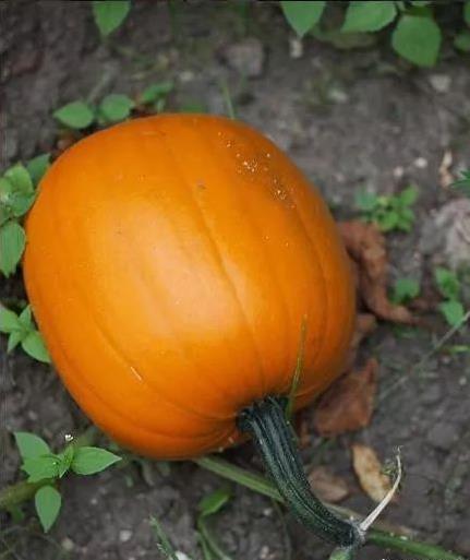 au方圆官宣网红吃瓜