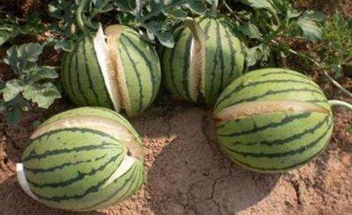 新沂网红吃瓜事件真相